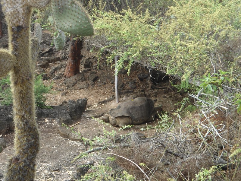 Lonesome George, facing away on the right
