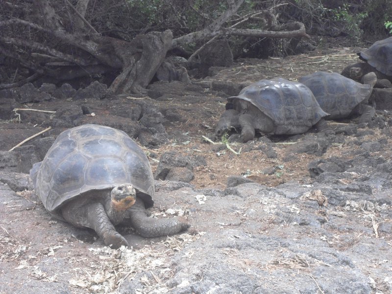 Giant tortoises, Darwin centre
