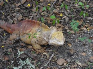 Land Iguana - note the different colour and face