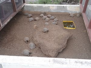 Baby tortoises, numbered