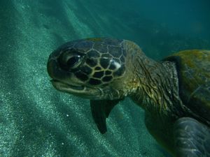 Sea turtle close-up