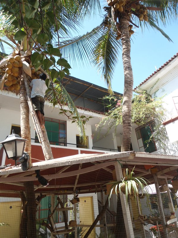Harvesting coconuts at Los Cocos Hostel, Piura
