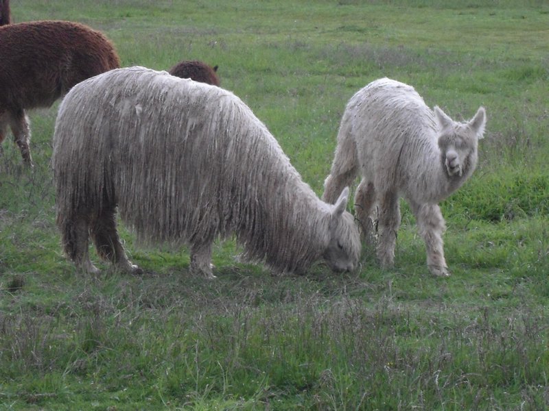 Alpaca grazing