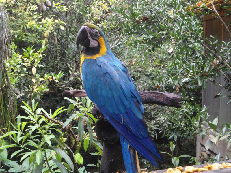 Parrot, La Senda Verde animal sanctuary