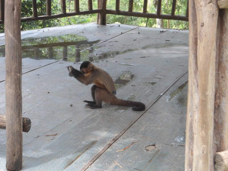 Capuchin smashing a nut, La Senda Verde