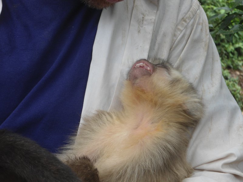 Leo the sleepy Capuchin