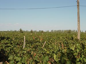 Extensive vineyards