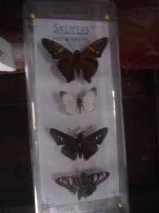 Some butterflies, LB ecological museum