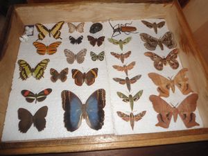 Collection of moths and butterflies