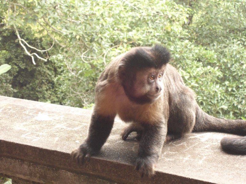 Monkey, Corcovado
