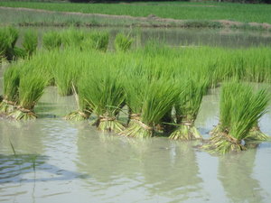 Rice fields in Vedanthangal