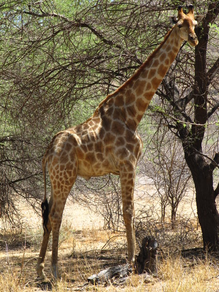 okapuka - giraffe