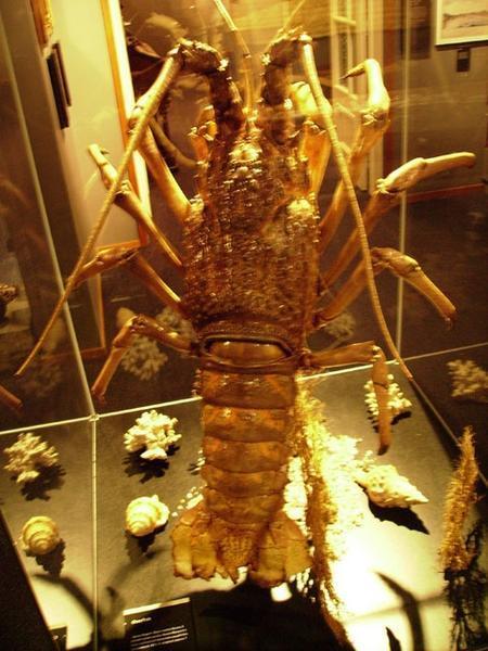 World's largest crayfish?