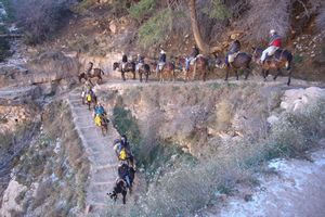 10-11-13 Hinter den Mulis auf dem Bright Angel Trail