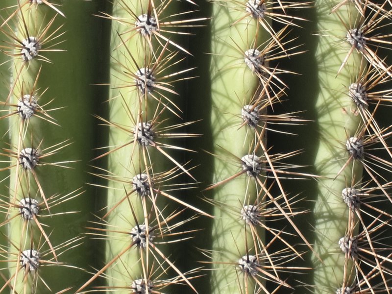 Saguaro1