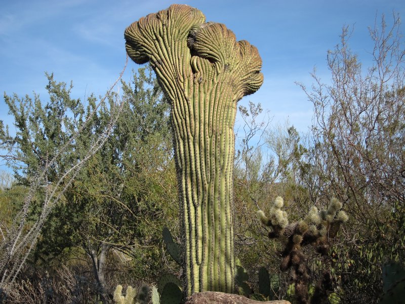 Saguaroformen