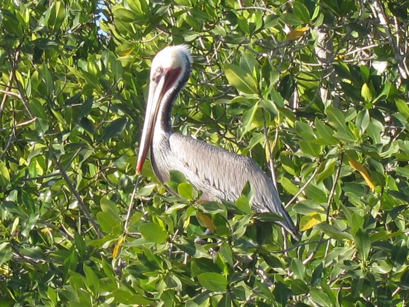 Pelikan in Mangrove