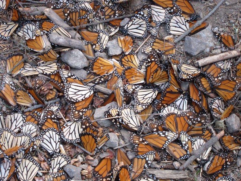 8 Tote Monarchfalter am Boden