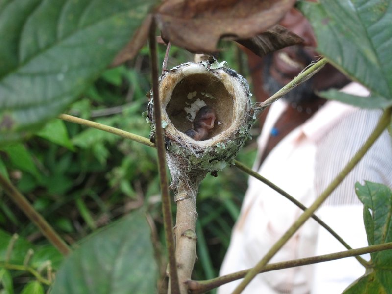 21 Kolibrijunges im Nest