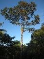 19 Der Staatsbaum von Belize Mahagoni
