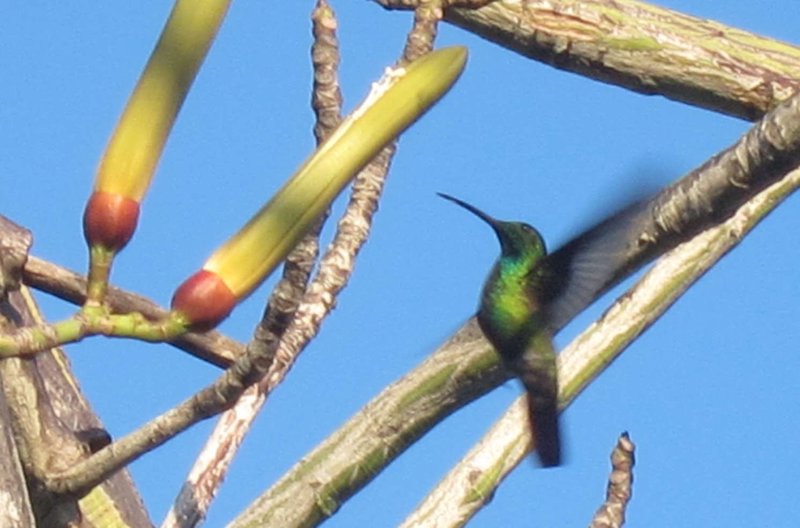 8b Kolibri auf Anflug
