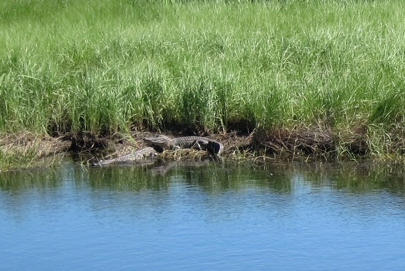19 Krokodile im Marschgebiet Lousianas