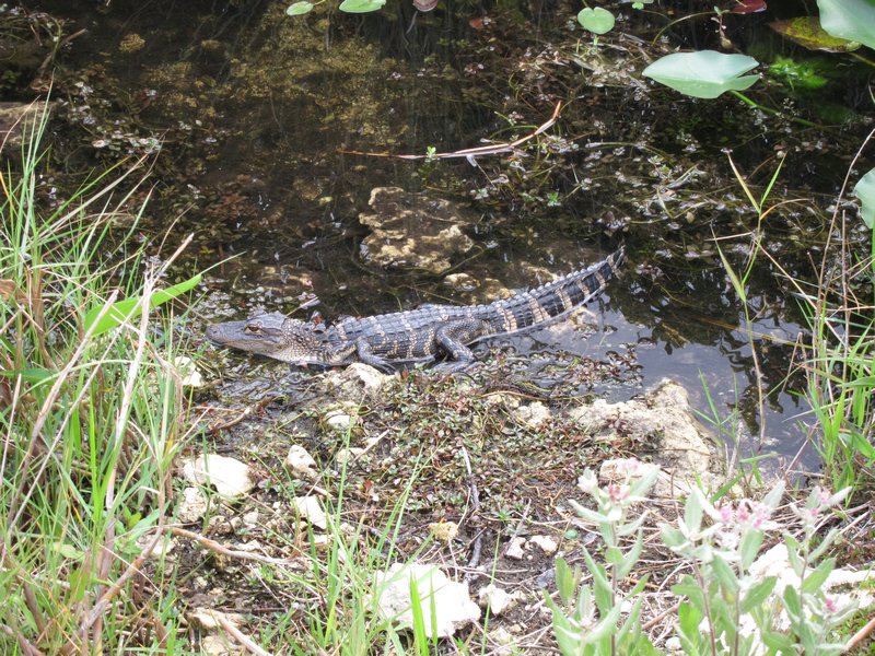 16 Junger Alligator