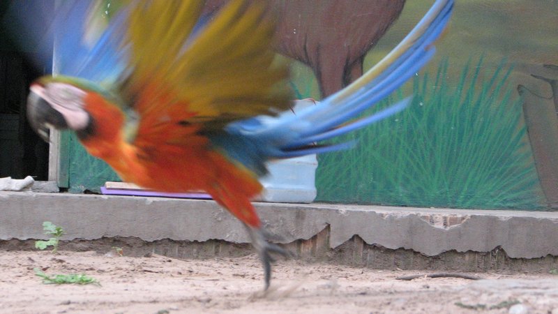 Parrot Take off