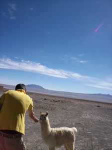 Sam feeding llama
