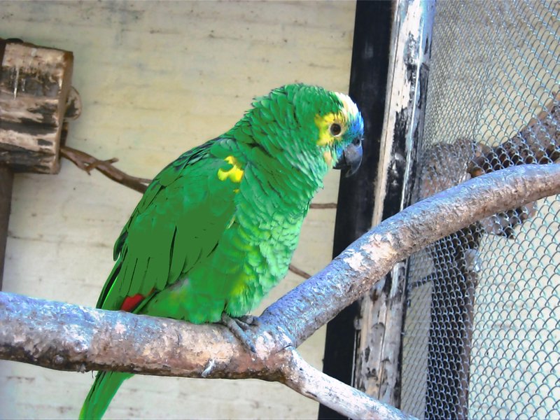 Very green bird!