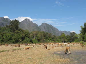 Grazing cows on the fields just west of Vang Vieng