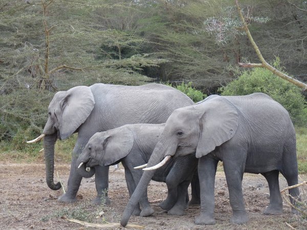 Elephants aka Tembo!
