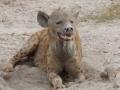 Fugly Hyenas!