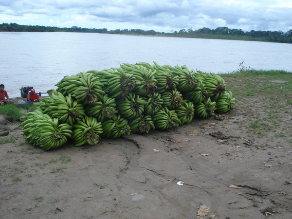 Bananas by the river