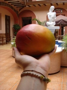 Biggest Mango ever