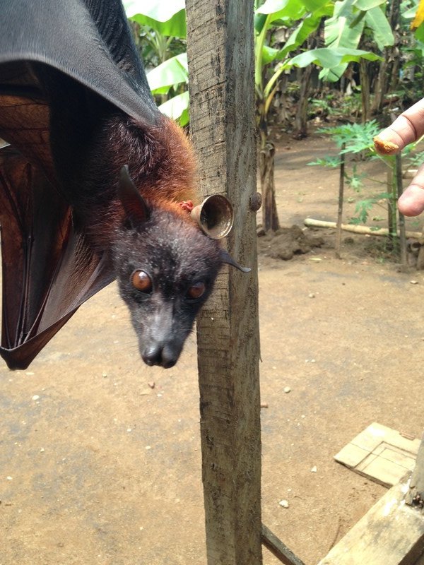 Half grown fruit bat