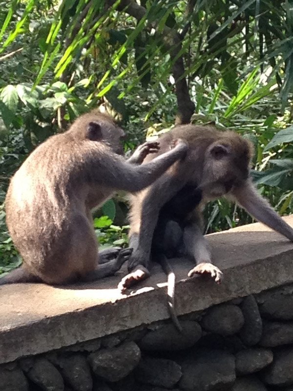 Mischievous monkeys!
