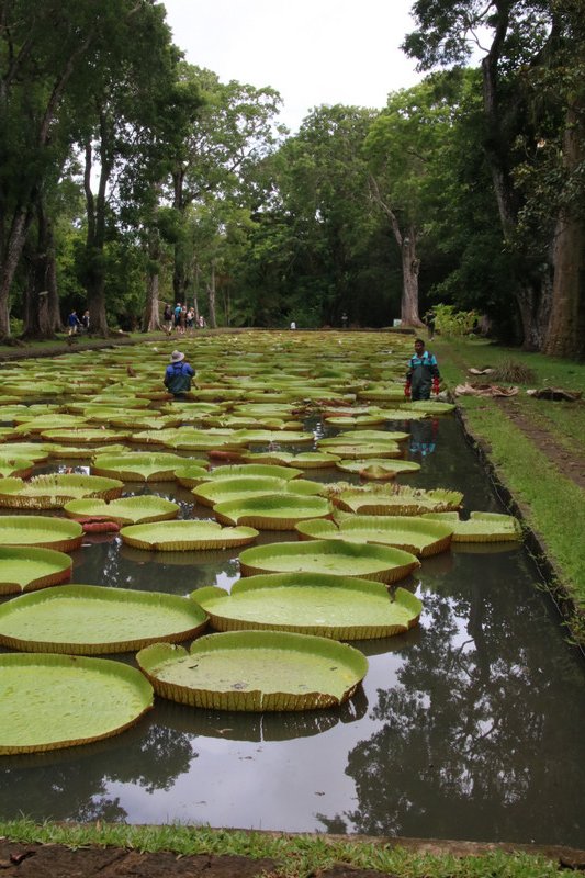 Amazonian water lillies