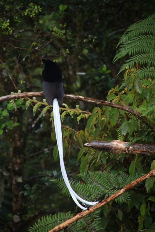Ribbon tailed bird of paradise