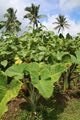 Coconut, kava and taro crops