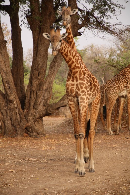 Nosy giraffe