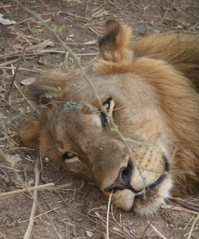 Lion after dinner snooze