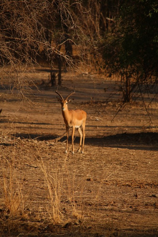 Impala (or lunch if you're a lion)