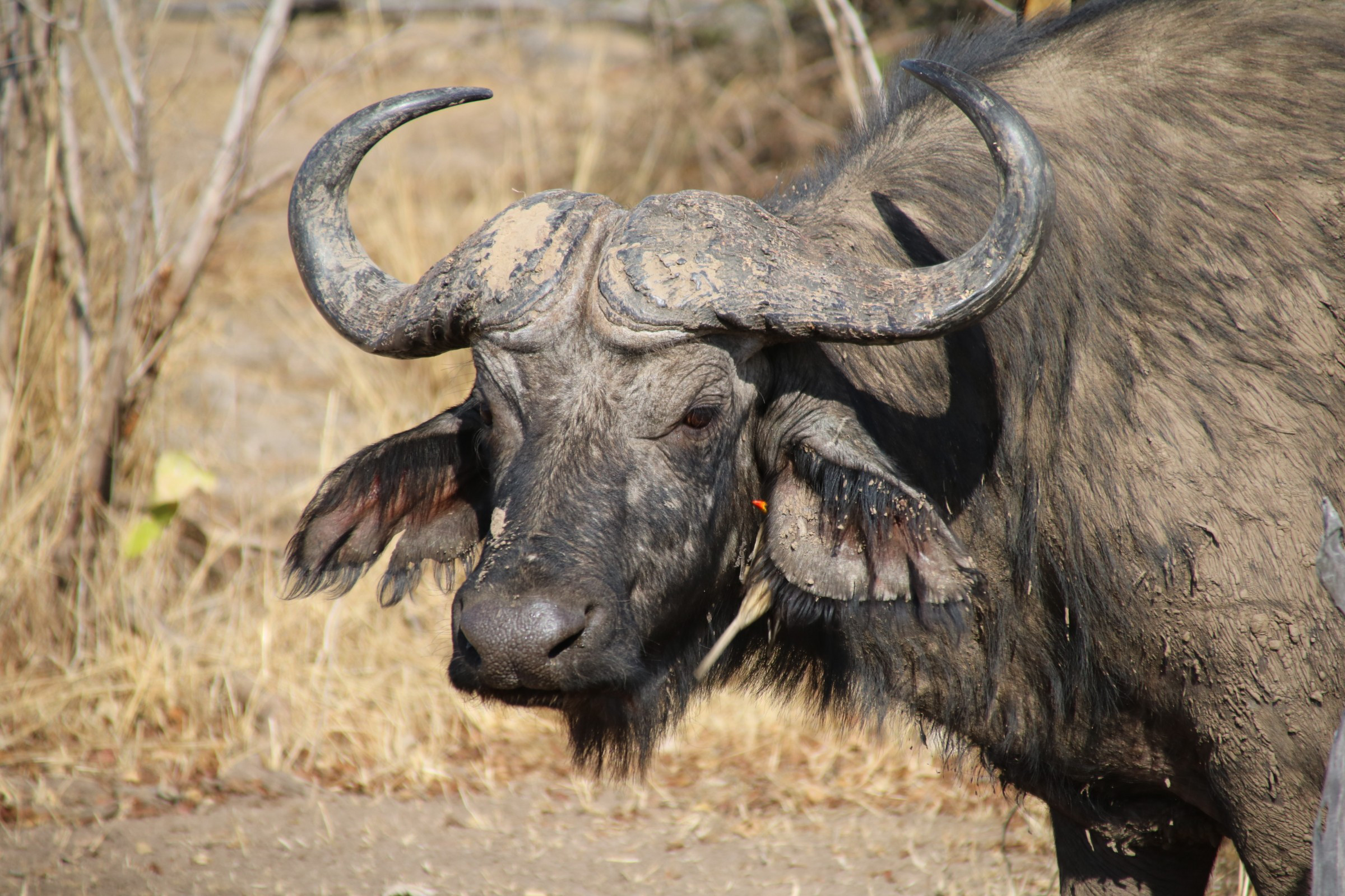 Cape buffalo | Photo