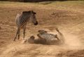 Zebra bathing