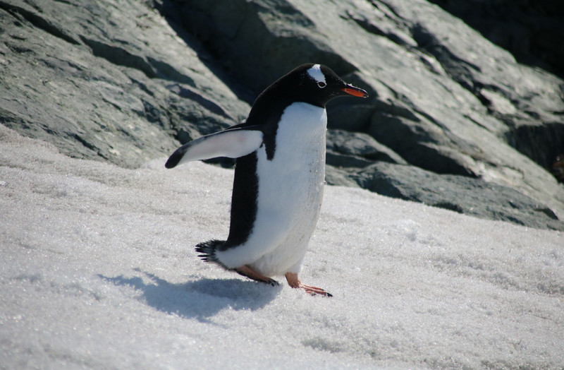 Young Gentoo penguin