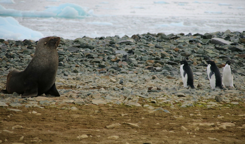 Fur seal meets penguins
