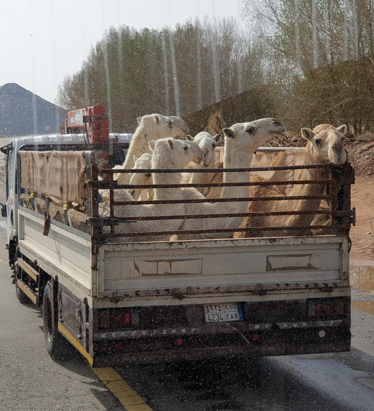 Camel delivery