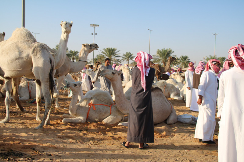 Buraidah camel market