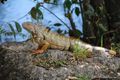 Spiny tailed iguana